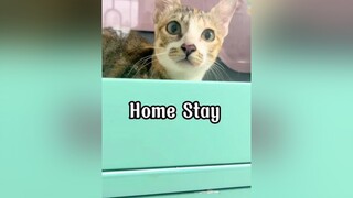 Rồi có lác hem ? mèo cat