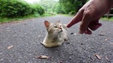 Động vật|Trên đường gặp chú mèo hoang "bám dính" người