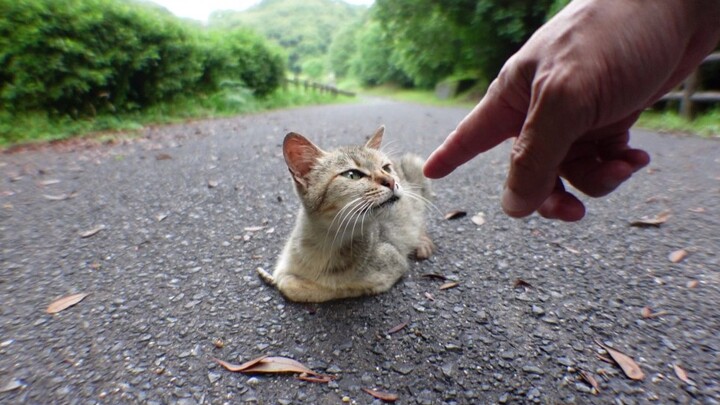 Binatang|Bertemu Anak Kucing Liar yang Manja di Jalan