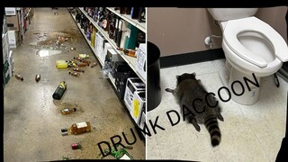 VIRAL DRUNK RACCOON