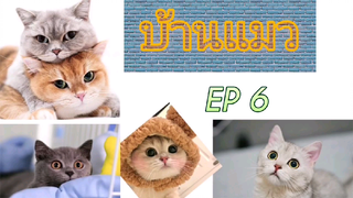 บ้านแมว ep 6 วันนี้ไปช้อปปิ้งที่ร้านสัตว์เลี้ยง