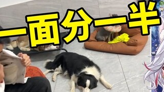 The natural Japanese girl watched "Trying to eat secretly under the dogs' noses, so funny... I could