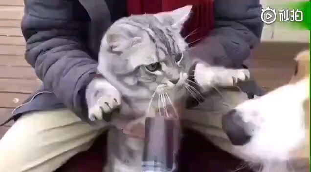 Botol air milik si kucing jadi penuh dengan rasa kesal setelah dijilat oleh si anjing!