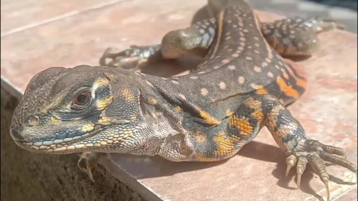 Kadal kupu-kupu ( leiolepis belliana )