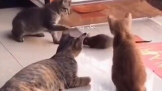 شوشو: "أغلق الهاتف، أنا لا أتحدث عن الهاتف!"