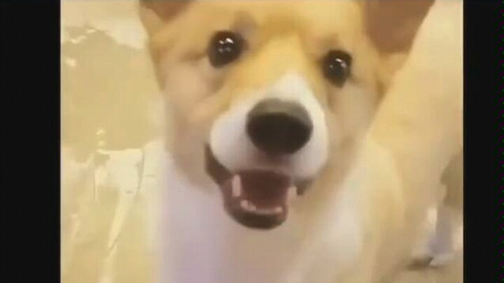 Menglong: Aku imut nggak? Belajar dari abangku kok!