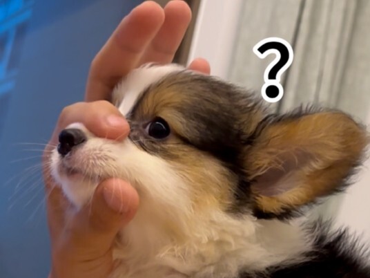 Anak anjing yang pintar bisa mencari susu sendiri hahaha haha
