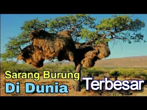 SARANG BURUNG TERBESAR DI DUNIA