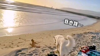A couple from abroad went on a trip with their dog, but the dog...