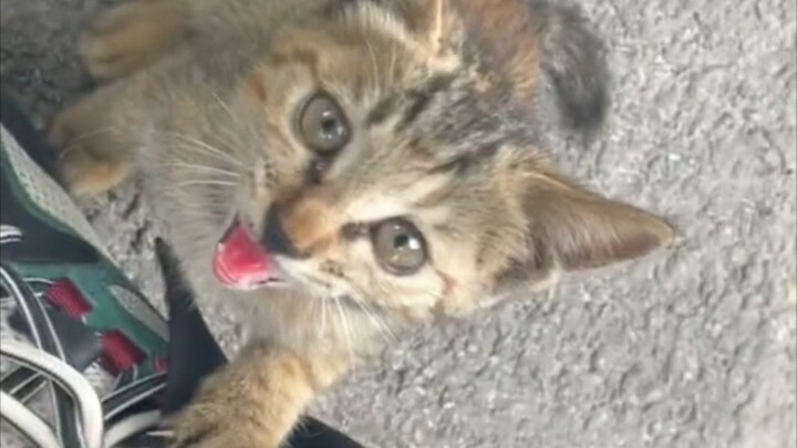 Waduh, kucing kecil manis nempel terus sama aku!