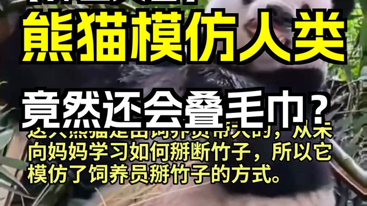 ชาวต่างชาติเห็นแพนด้าเลียนแบบมนุษย์ ถึงขั้นพับผ้าขนหนูล่ะ? คอมเมนต์จากชาวตะวันตกในช่องแสดงความคิดเห็