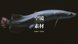【免版权空镜】“Fish”