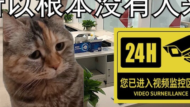 【Cat Meme】Bekerja di bank kecil di tempat terpencil