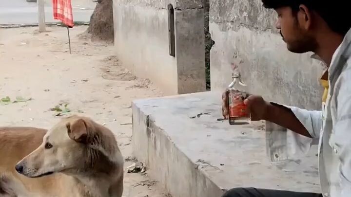 Wait Until You See What This Dog Did After 🤣#foryou #trending #foryoupage #viral #tiktok #funny