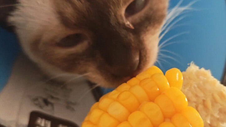 Đại ca, ngửi rất thơm ngọt meo