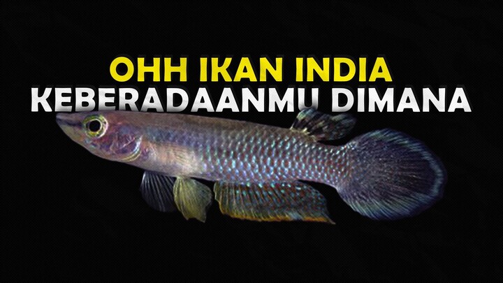 MENGAPA IKAN KEPALA TIMAH SEKARANG SUKAR DICARI PADA PERKOTAAN