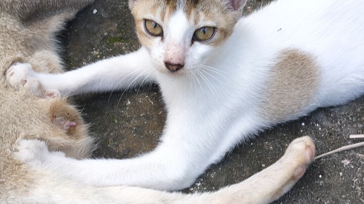 My Cat Funny Reel😆