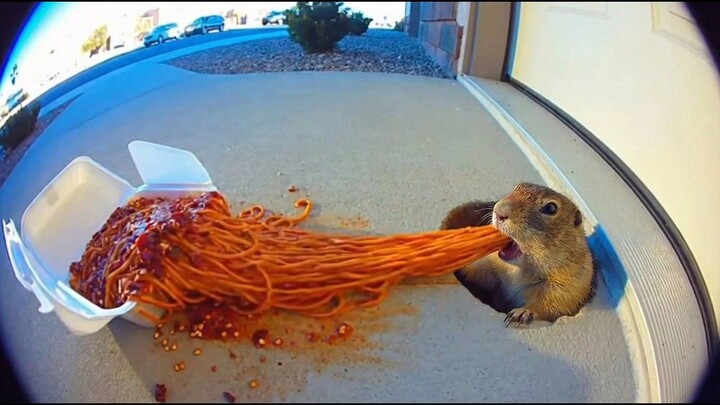 Rodents' Reaction to Spicy Turkey Noodles | Funny AI Surveillance Compilation
