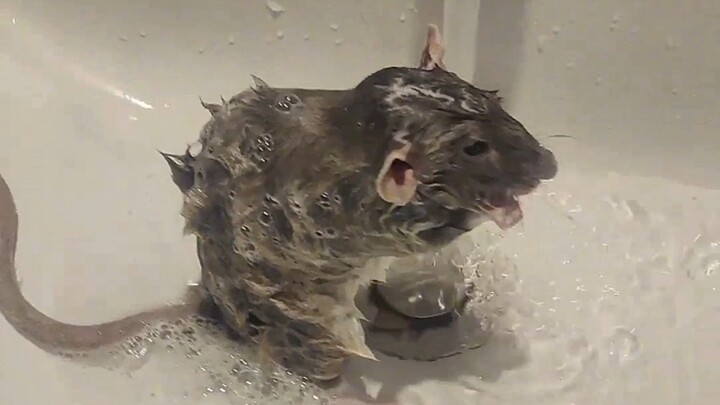 In case you’ve never seen a fancy rat take a bath