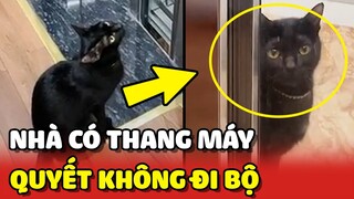 Chiếc mèo quyết tâm không đi thang bộ vì nhà có thang máy 😂 | Yêu Lu