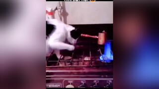 Chúng nó sắp xâm chiêm trái đất rồi 😂thucungvuinhon animals fyp funny thucung pet yeudongvat foryou