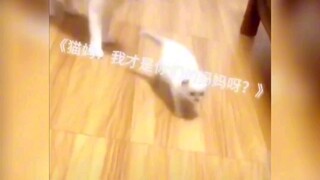 Mother Cat: Child, my child?