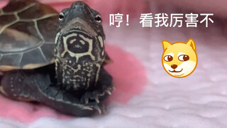 Who wouldn't love a little Chinese pond turtle that knows how to 【put its hands in its pockets】?! Po