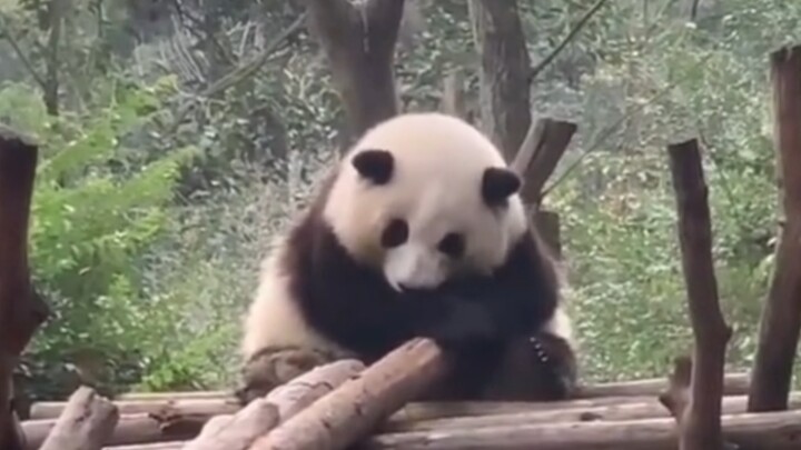 I won’t let you sleep with your hands tucked in like Hua Baoji—oh my god, you’re just too cute I’m g