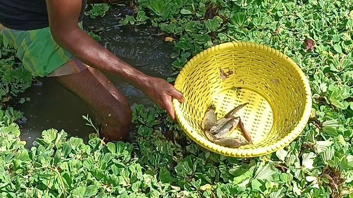 “Exclusive Fish Videos, Just for You! 🐠✨