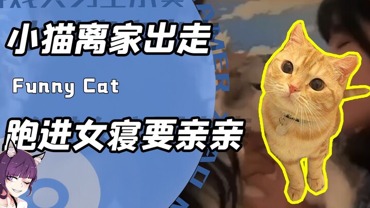 小猫咪也风流？本以为大橘跑丢流落街头！结果发现这货在女寝遨游