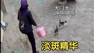小奶猫当小保镖太可爱了 预判失误三次哈哈哈哈