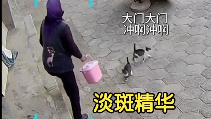 小奶猫当小保镖太可爱了 预判失误三次哈哈哈哈