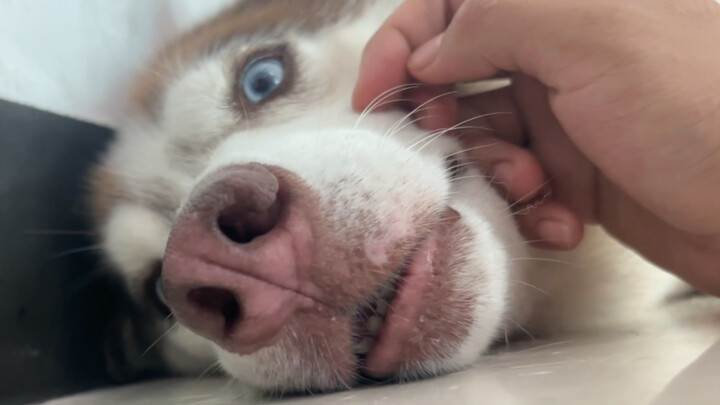 Giving a Husky a facial spa—you can tell it’s really enjoying it!