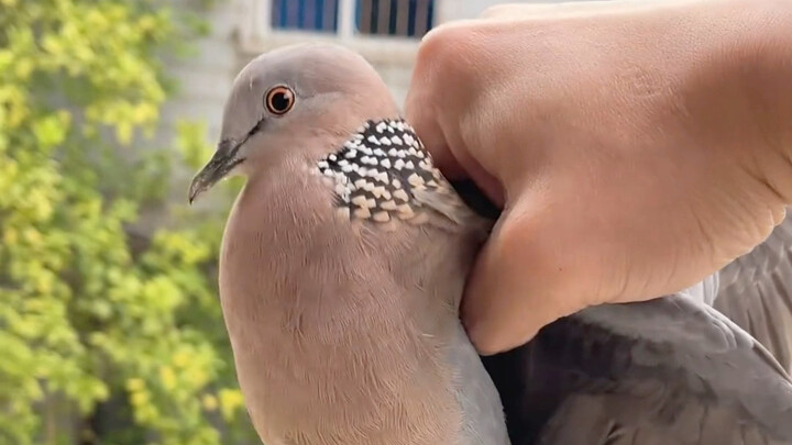 The pearl dove gets banned, then immediately asks to date you