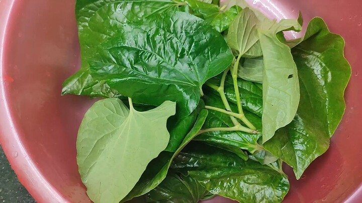 Trị đau nhức xương bằng lá lốt hiệu quả