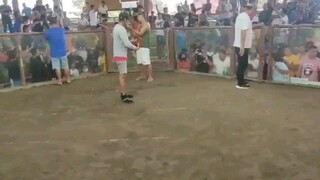 Huli