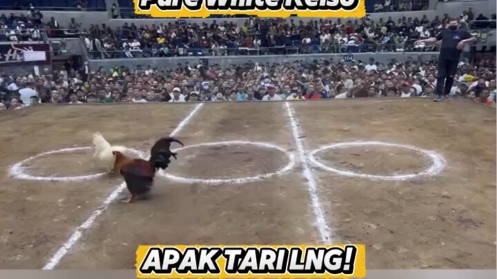 Firebird’s 4x winner pure white kelso. Apak tari lang! WSC2026