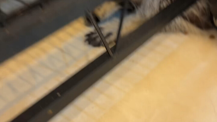 ما في حيلة تمنع الراكون من سرقة الحبوب #راكون