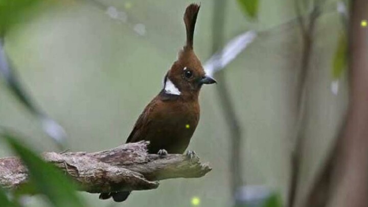 SUARA BURUNG CILILIN DENGAN SUARA AIR MENGALIR