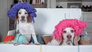 Dogs Plunder Trunk of Yarn สุนัขน่ารัก Maymo และ Penny