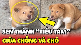 Cô gái GHEN TỊ khi thấy Chồng yêu thương Chó hơn mình sau khi xem Camera 😂 | Yêu Lu