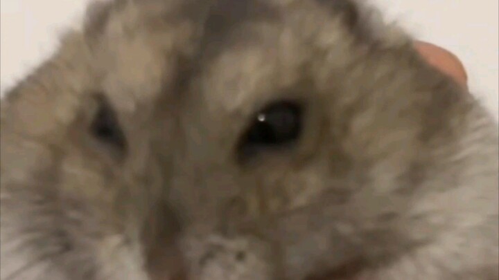 My hamster #