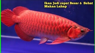 CARA AGAR IKAN ARWANA SUPER RED CEPAT BESAR DI AQUARIUM TERBARU 2022