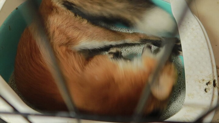 Thôi rồi, con cáo này không thể giữ được nữa