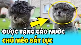 💥NHẬN 1 GÁO NƯỚC từ TRẺ EM khiến chú mèo BẤT LỰC trong khi đang liếm lông | TIN GIẢI TRÍ