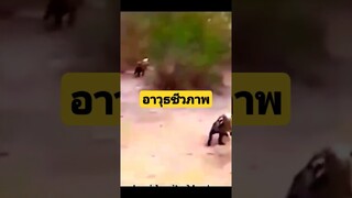 *ดูรวมคลิปเต็มกดลิงค์ด้านบน* อาวุธชีวภาพ #funny #reels #awesome #รวมคลิปตลก