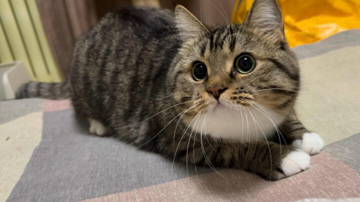 ลูกแมวน่ารักน่าเอ็นดูมากเลยค่ะ