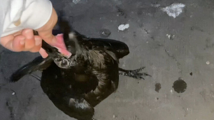 Gagak yang memiliki nafsu makan sangat-sangat besar sangat suka mengangkatnya dengan cakarnya, mungk