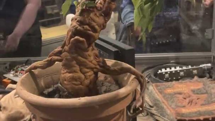 Sharing a science科普 on 9 bizarre plants