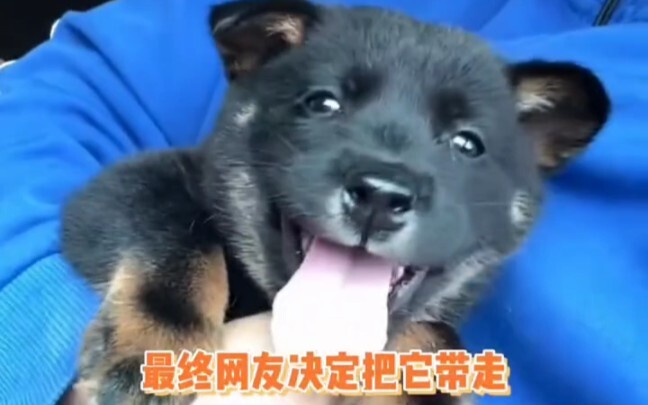 Ternyata manusia itu dewa yang lembut hati. Hehe, anak manisku ini bukan anjing jalanan, ia juga pun